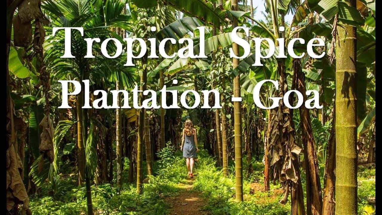 Spice Plantations